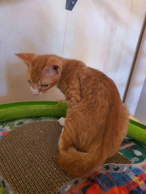 Colombo - Chat Européen à adopter - photo 2
