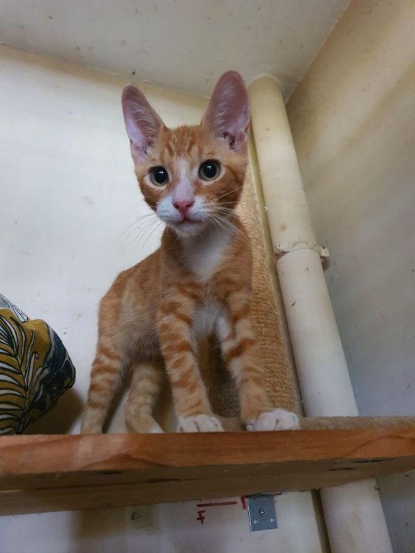 Colombo - Chat Européen à adopter - photo 4