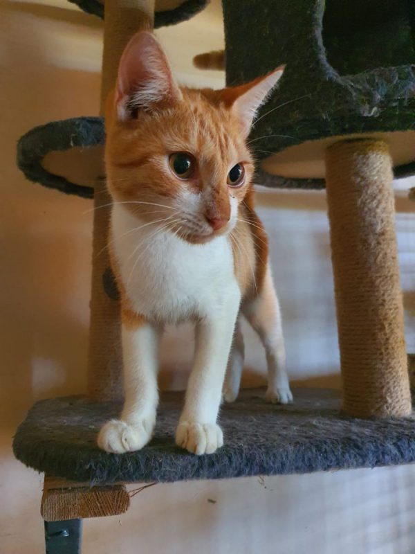Evadé - Chat à adopter - photo 4