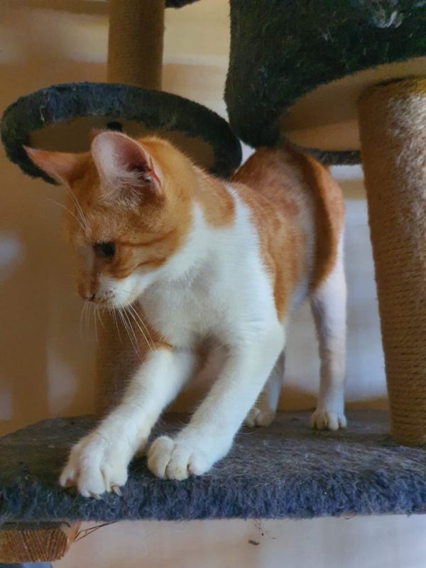 Evadé - Chat à adopter - photo 2