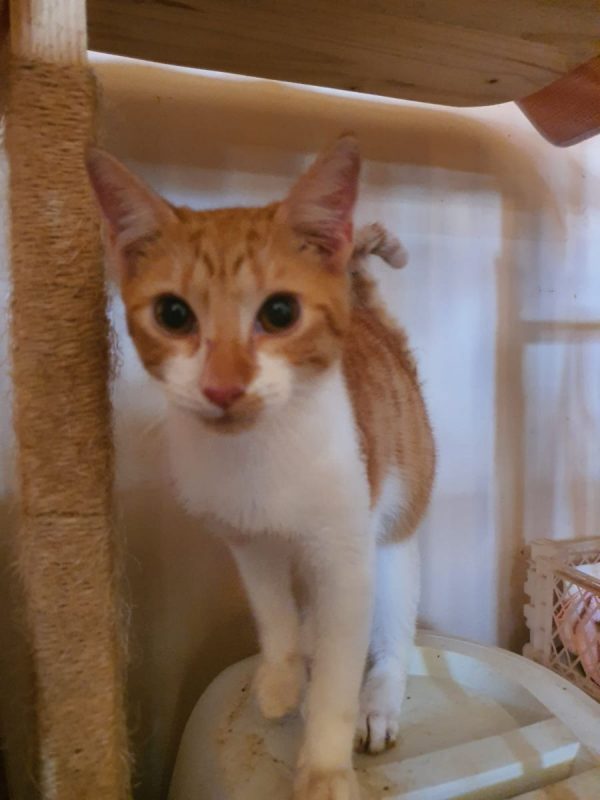 Evadé - Chat à adopter