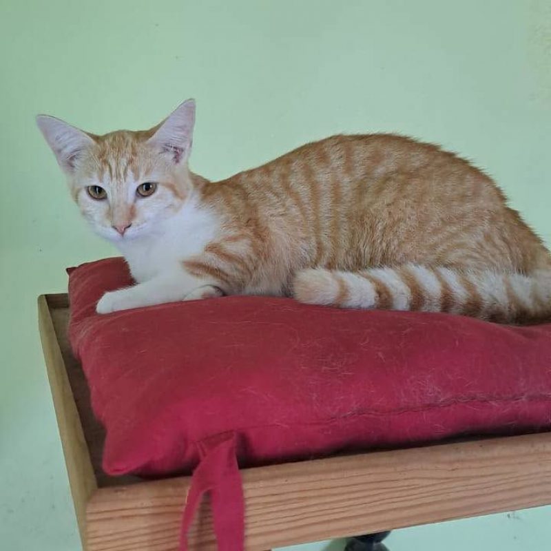 LICORNE - Chat Européen à adopter