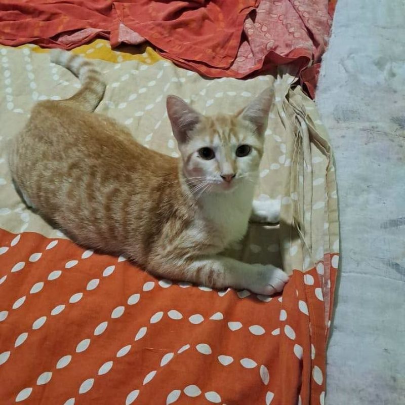 LICORNE - Chat Européen à adopter - photo 2