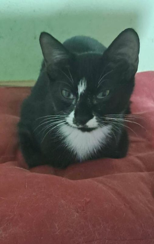 EMMA - Chat Européen à adopter