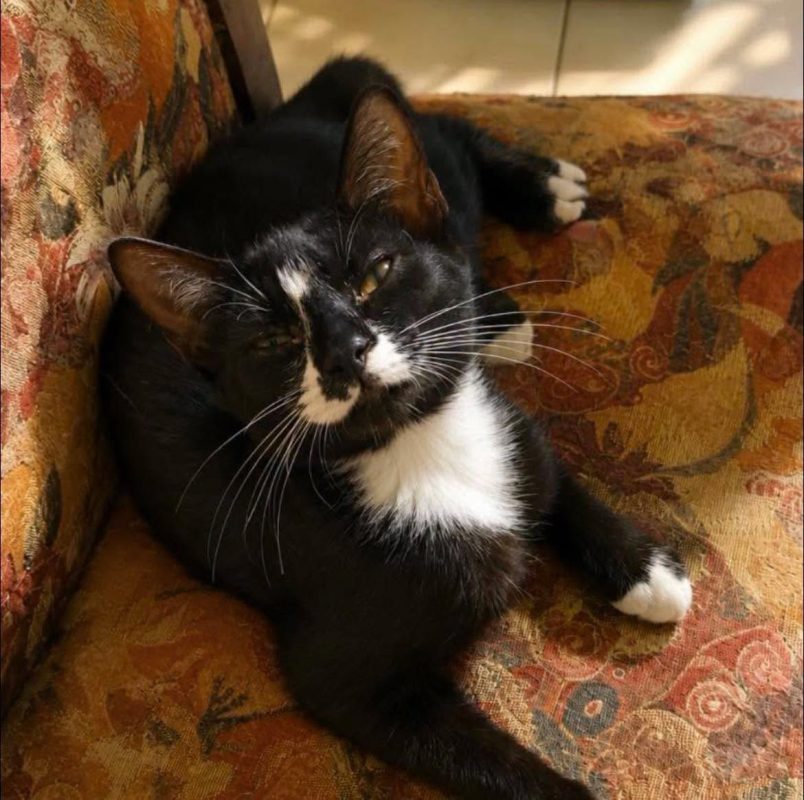 EMMA - Chat Européen à adopter - photo 3