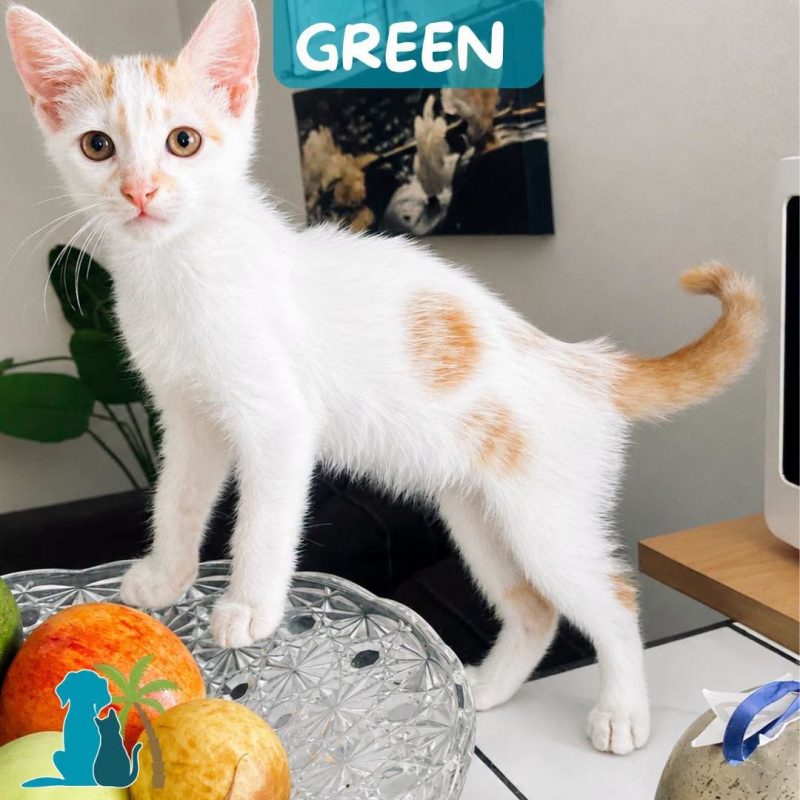 GREEN - Chat Européen à adopter