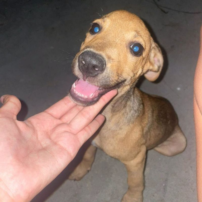 BUENO - Chien Croisé à adopter - photo 2