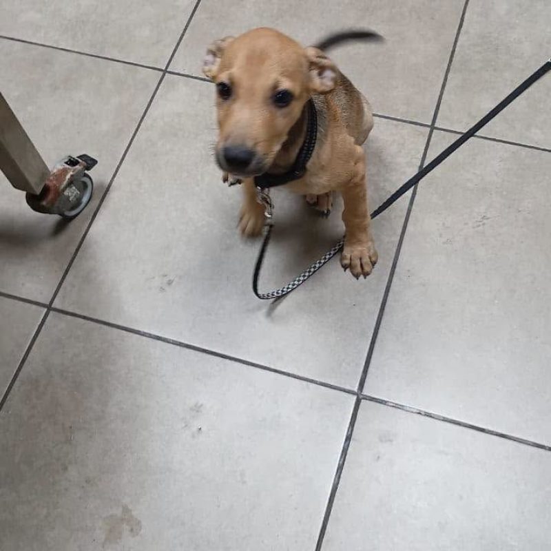 BUENO - Chien Croisé à adopter