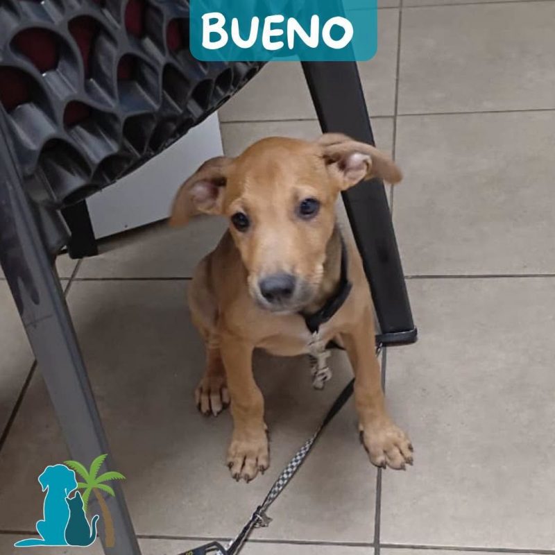 BUENO - Chien Croisé à adopter - photo 3