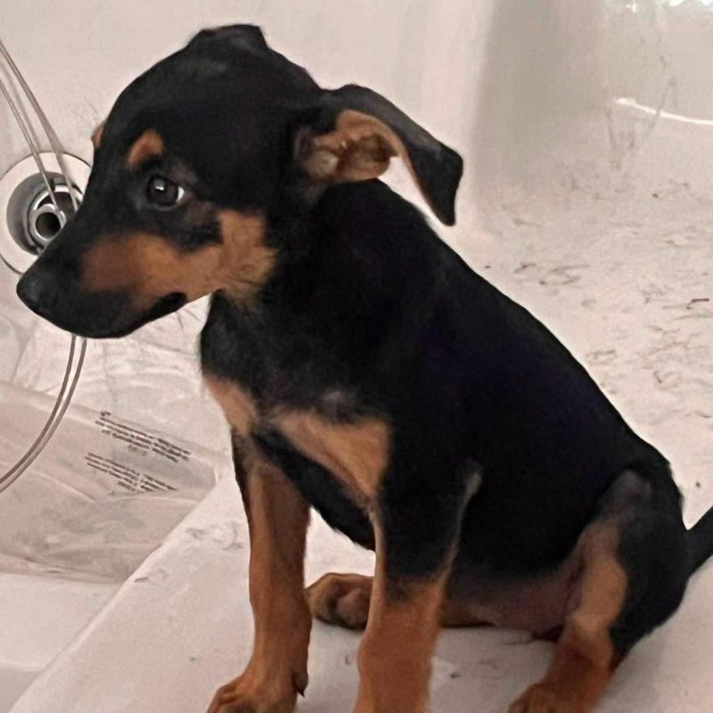 LEMON - Chien Croisé à adopter - photo 2
