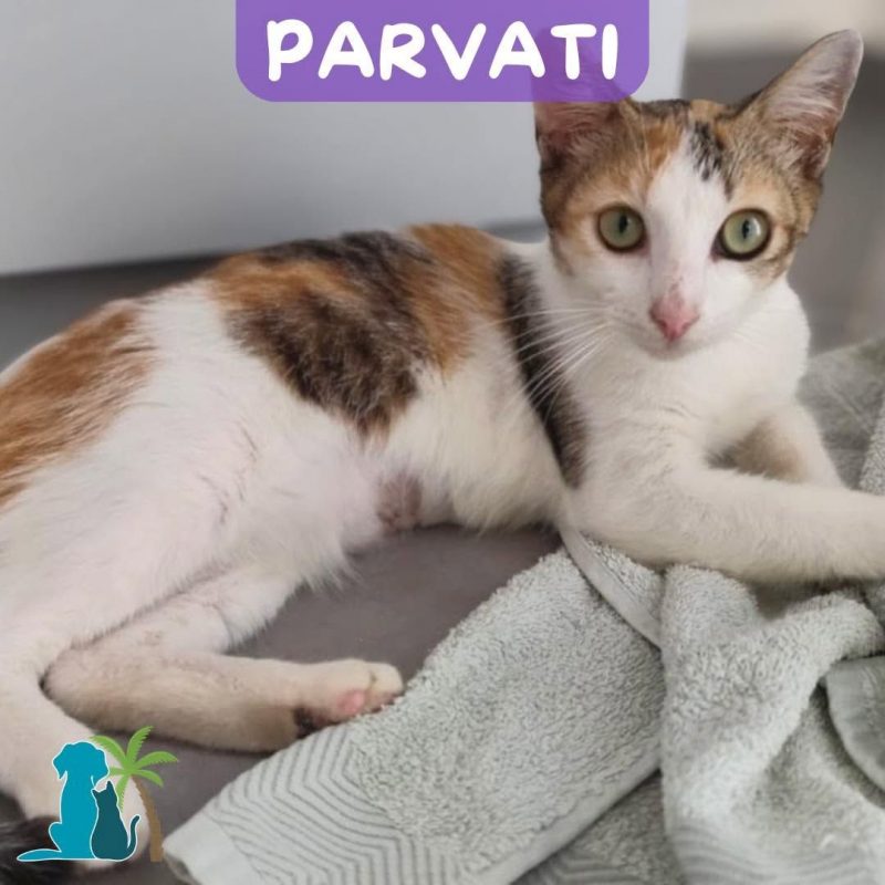 PARVATI - Chat Européen à adopter - photo 4