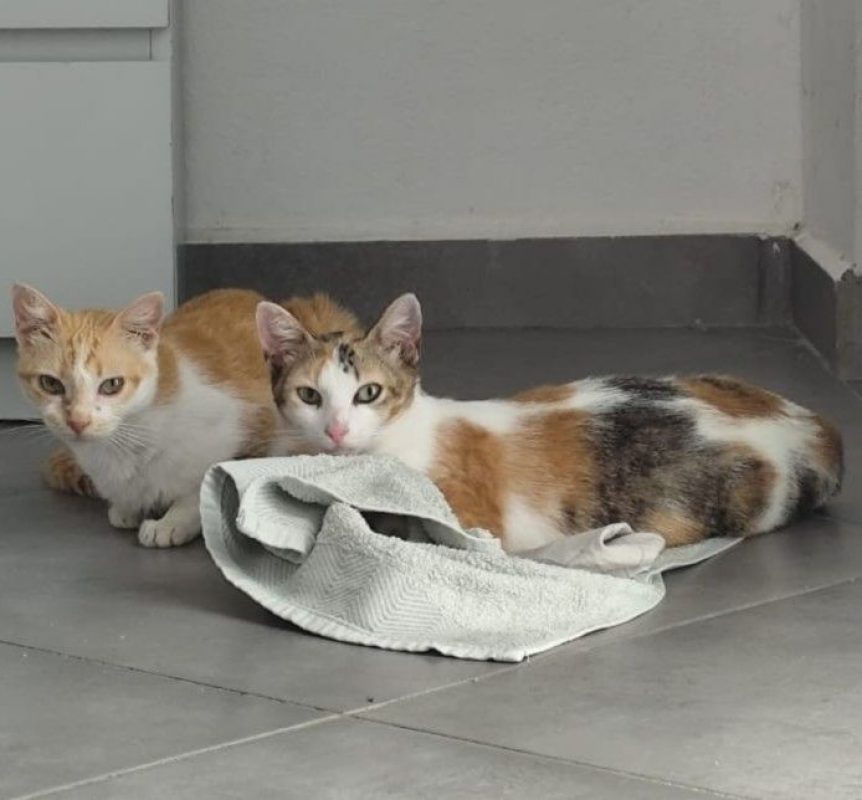 PARVATI - Chat Européen à adopter - photo 2