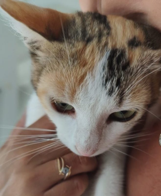 PARVATI - Chat Européen à adopter - photo 3