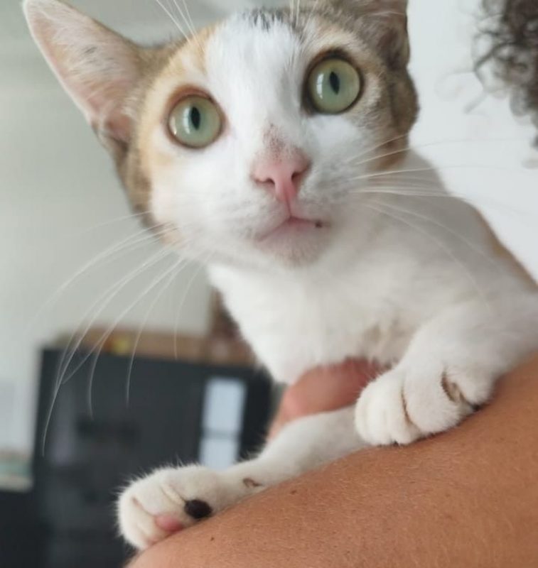 PARVATI - Chat Européen à adopter