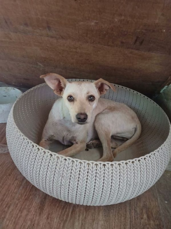 Flora - Chien à adopter - photo 4