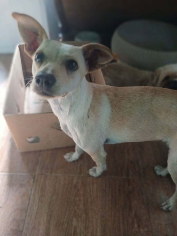 Flora - Chien à adopter