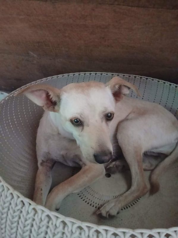 Flora - Chien à adopter - photo 2