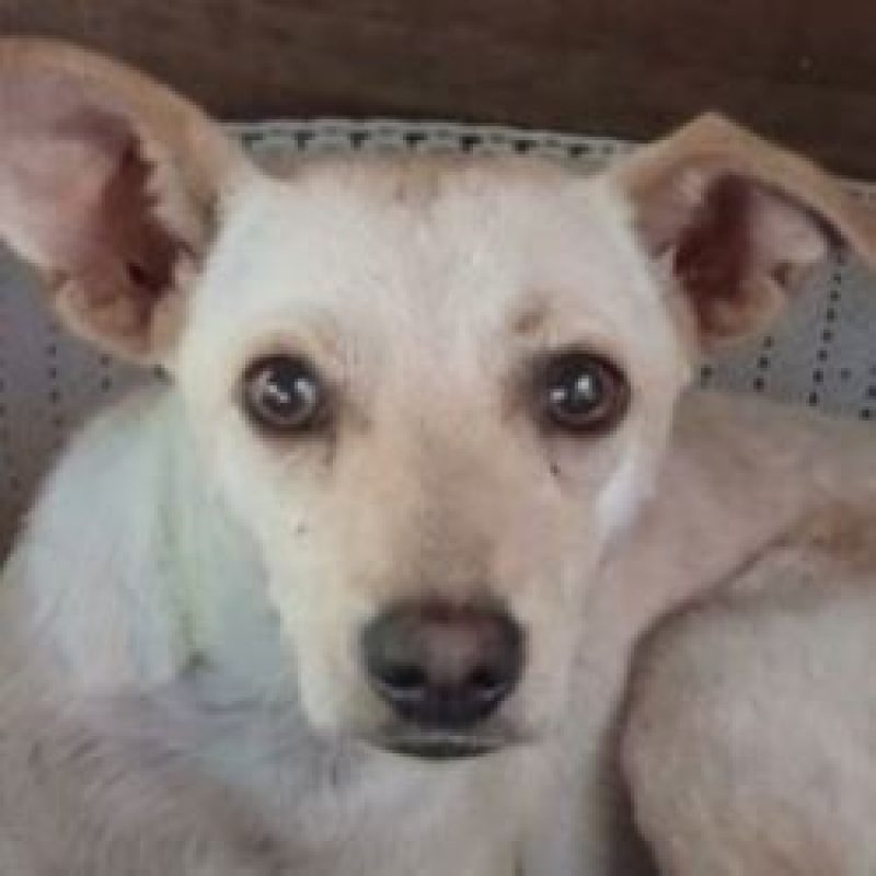 Flora - Chien à adopter - photo 5