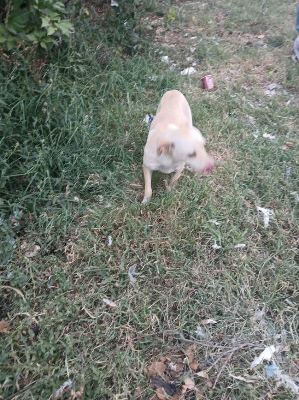 Flora - Chien à adopter - photo 3
