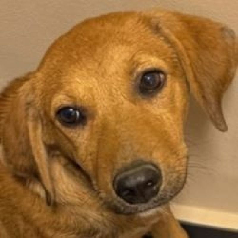 Blomma - Chien à adopter - photo 3