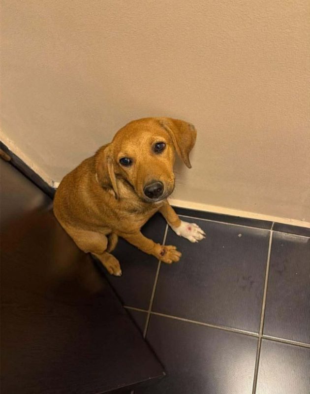 Blomma - Chien à adopter