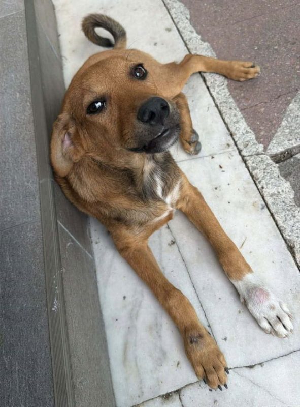 Blomma - Chien à adopter - photo 2