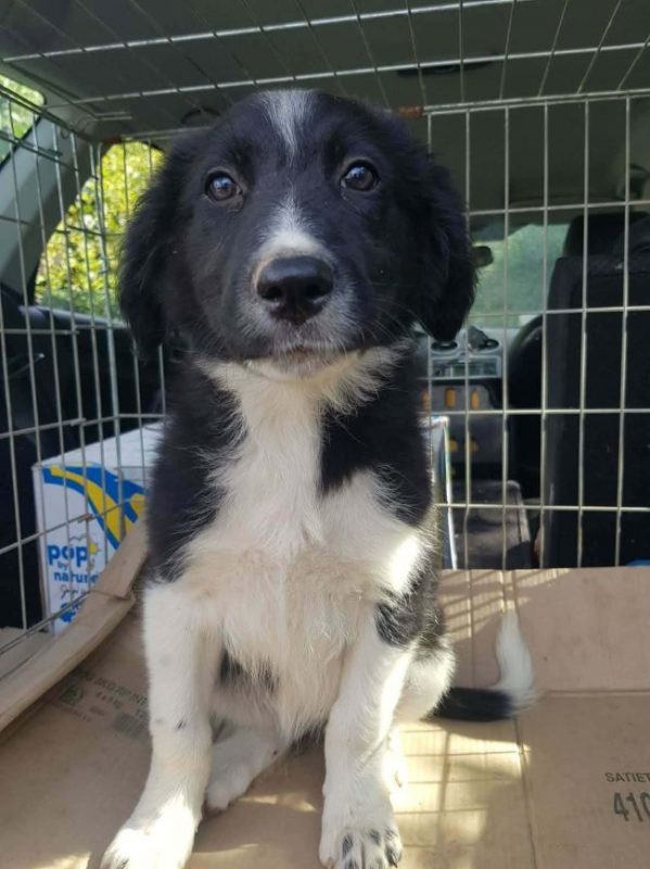 Blissie - Chien à adopter - photo 2