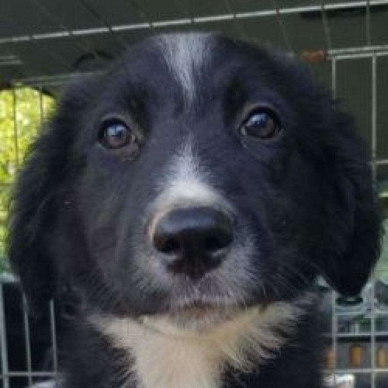 Blissie - Chien à adopter