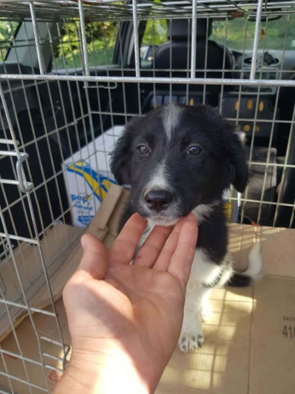 Blissie - Chien à adopter - photo 3