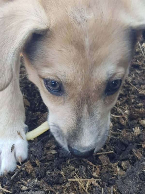 Valy - Chien à adopter - photo 3