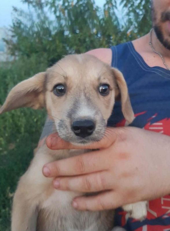 Valy - Chien à adopter