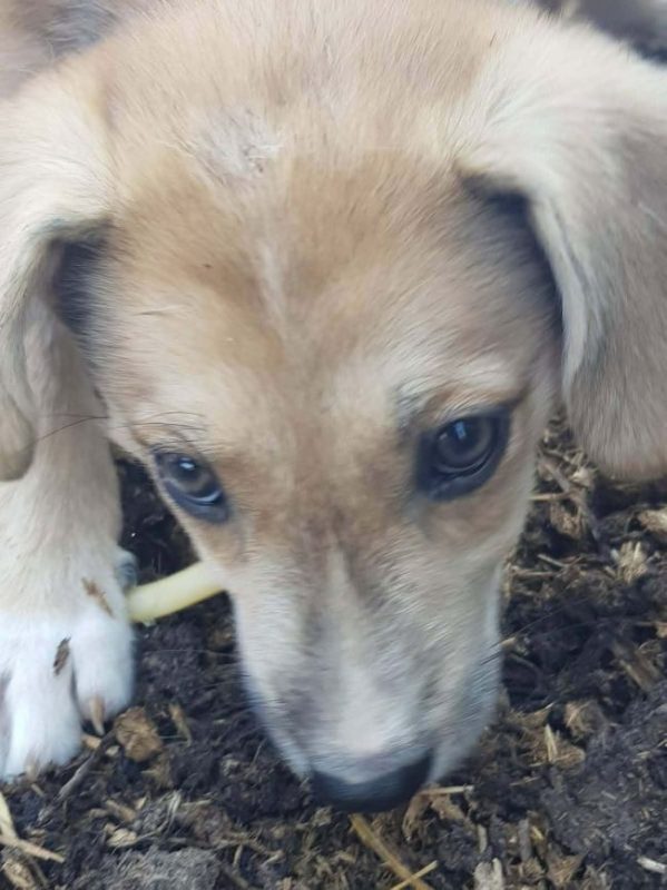 Valy - Chien à adopter - photo 2