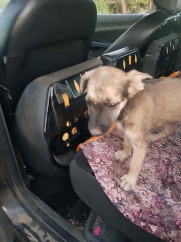 Vania - Chien à adopter - photo 4