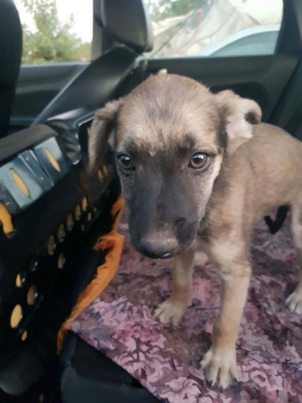 Vania - Chien à adopter - photo 2