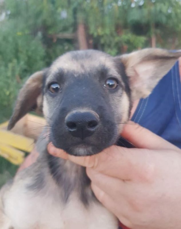 Vania - Chien à adopter - photo 3