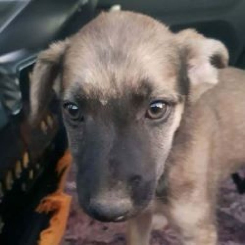 Vania - Chien à adopter