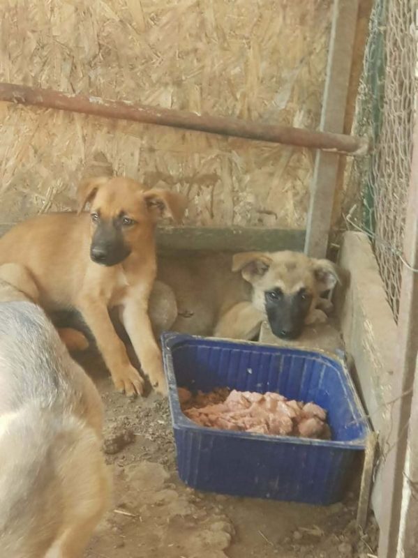 Vegas - Chien à adopter - photo 2
