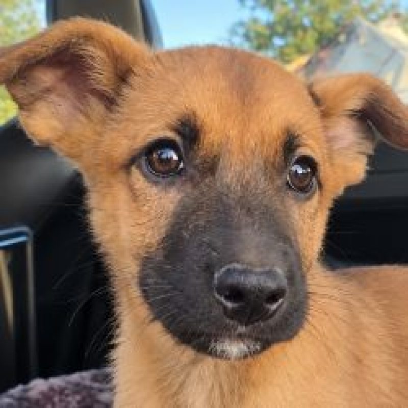 Vegas - Chien à adopter - photo 3