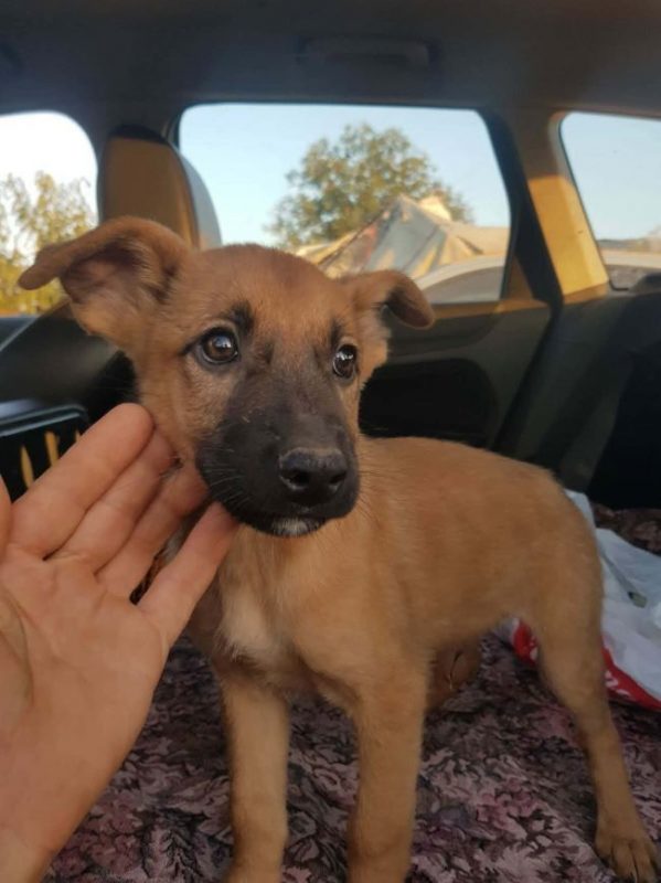 Vegas - Chien à adopter