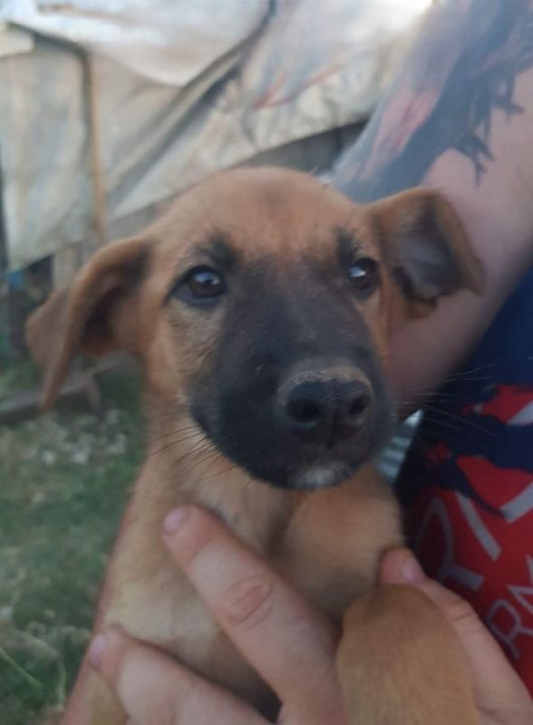 Vegas - Chien à adopter - photo 4