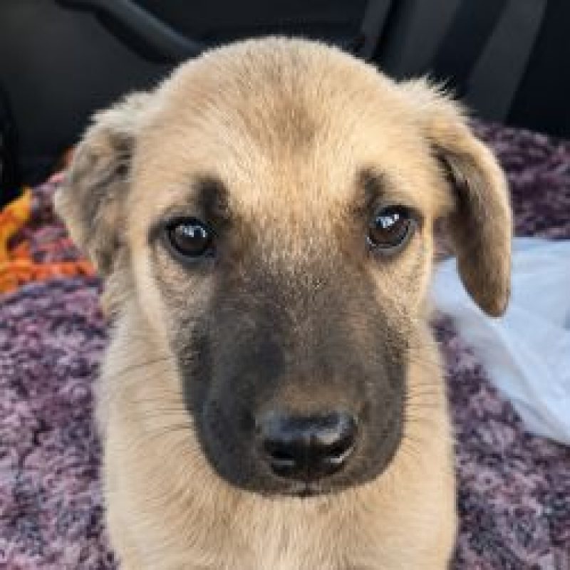 Velours - Chien à adopter - photo 2