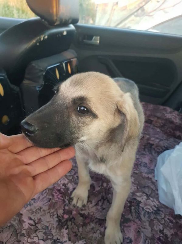 Velours - Chien à adopter - photo 3