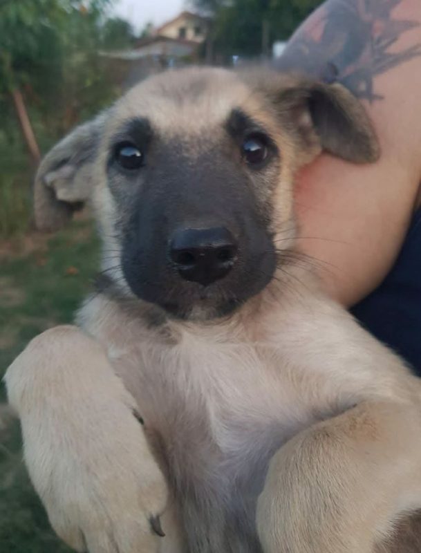Velours - Chien à adopter - photo 4
