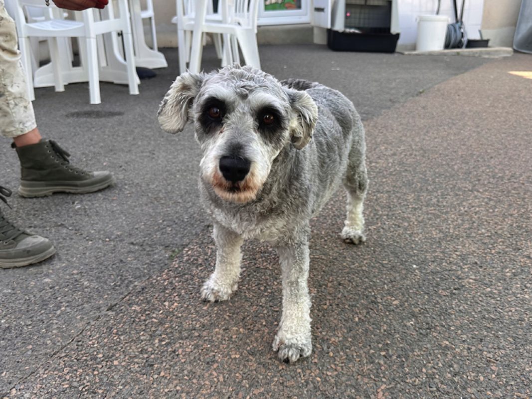 Ulya - Chien Schnauzer Nain à adopter