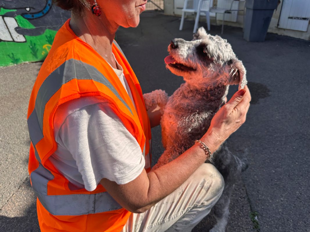 Ulya - Chien Schnauzer Nain à adopter - photo 2