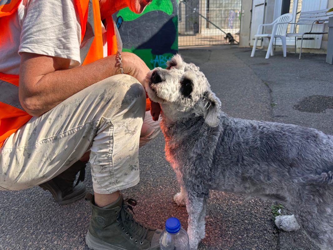 Ulya - Chien Schnauzer Nain à adopter - photo 3