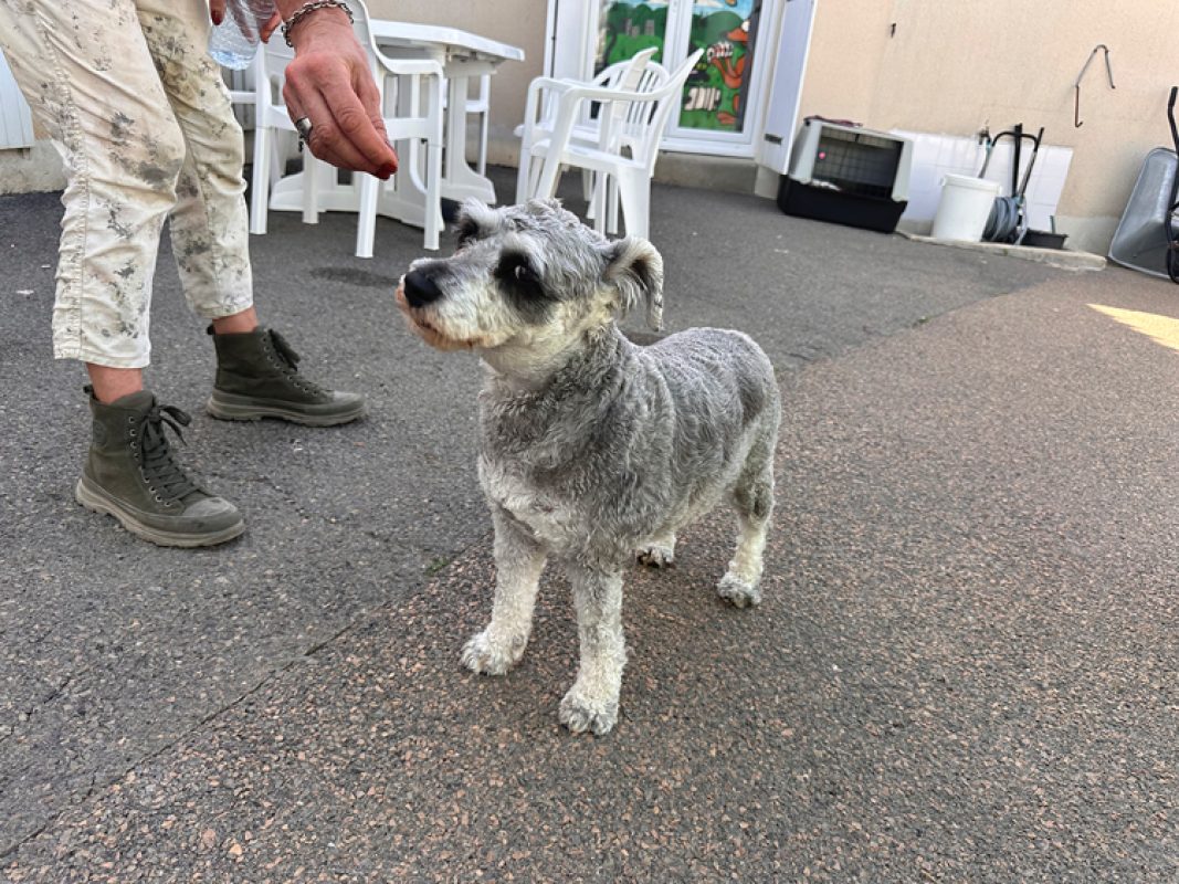 Ulya - Chien Schnauzer Nain à adopter - photo 4