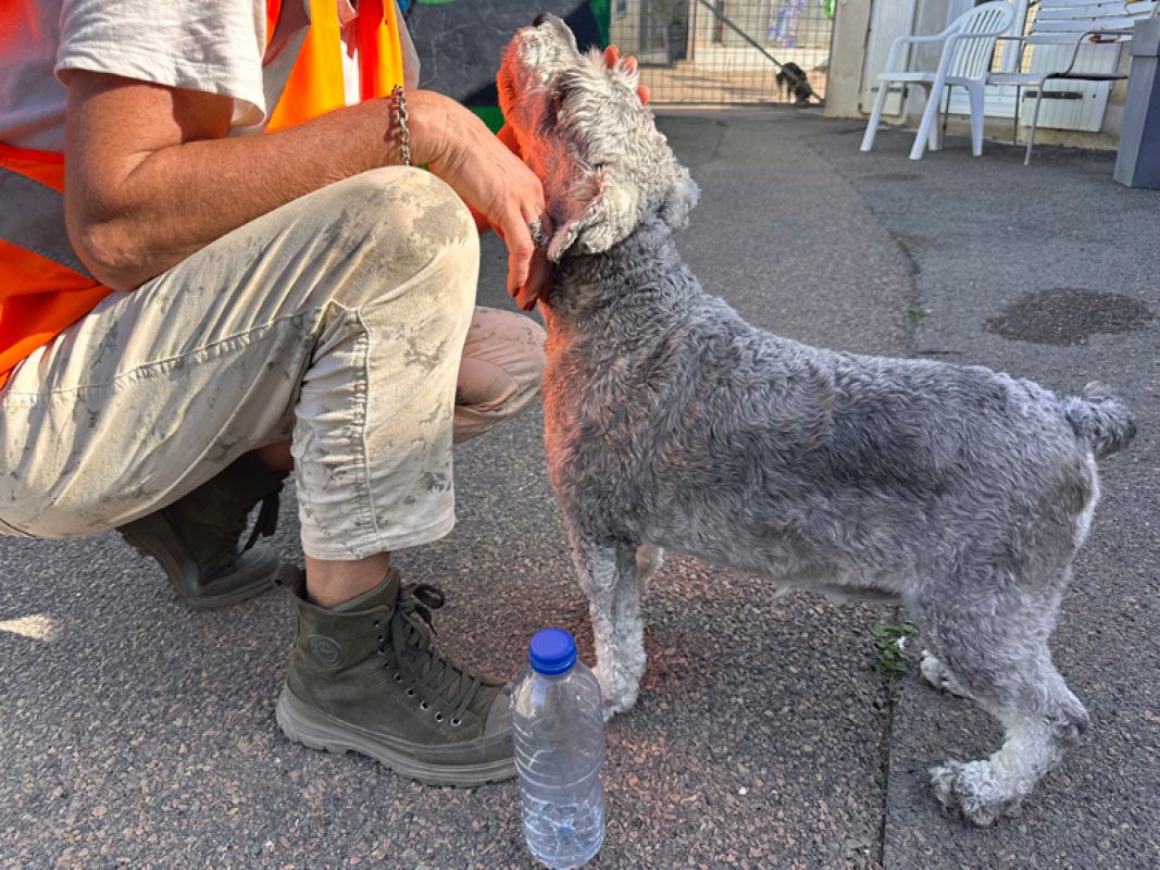 Ulya - Chien Schnauzer Nain à adopter - photo 5