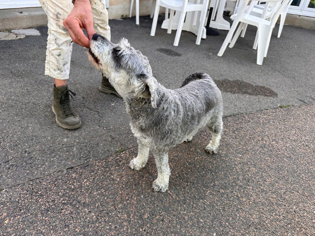 Ulya - Chien Schnauzer Nain à adopter - photo 6