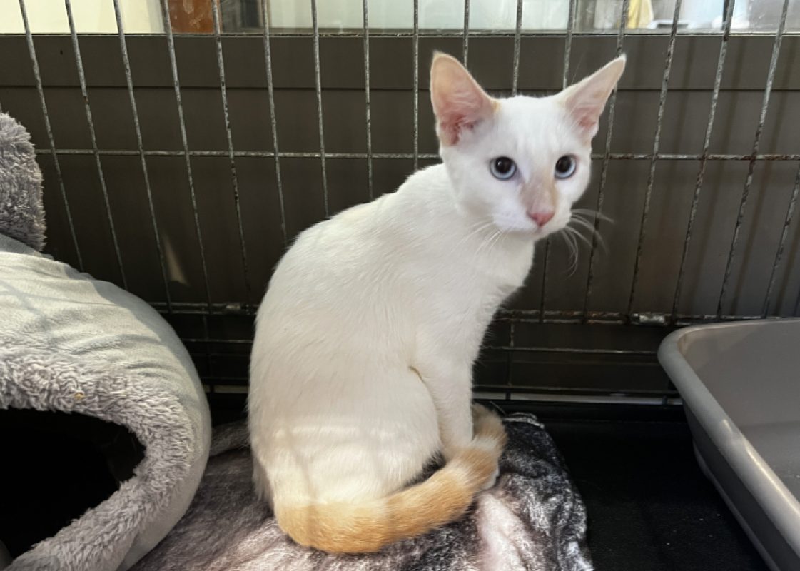 Binta - Chat Européen à adopter